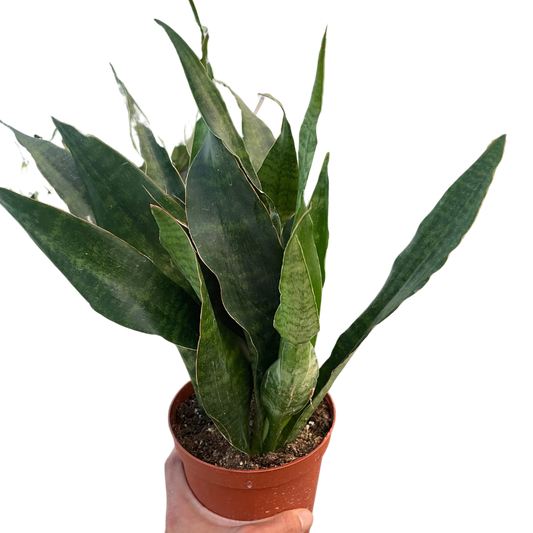 Snake Plant Jaboa