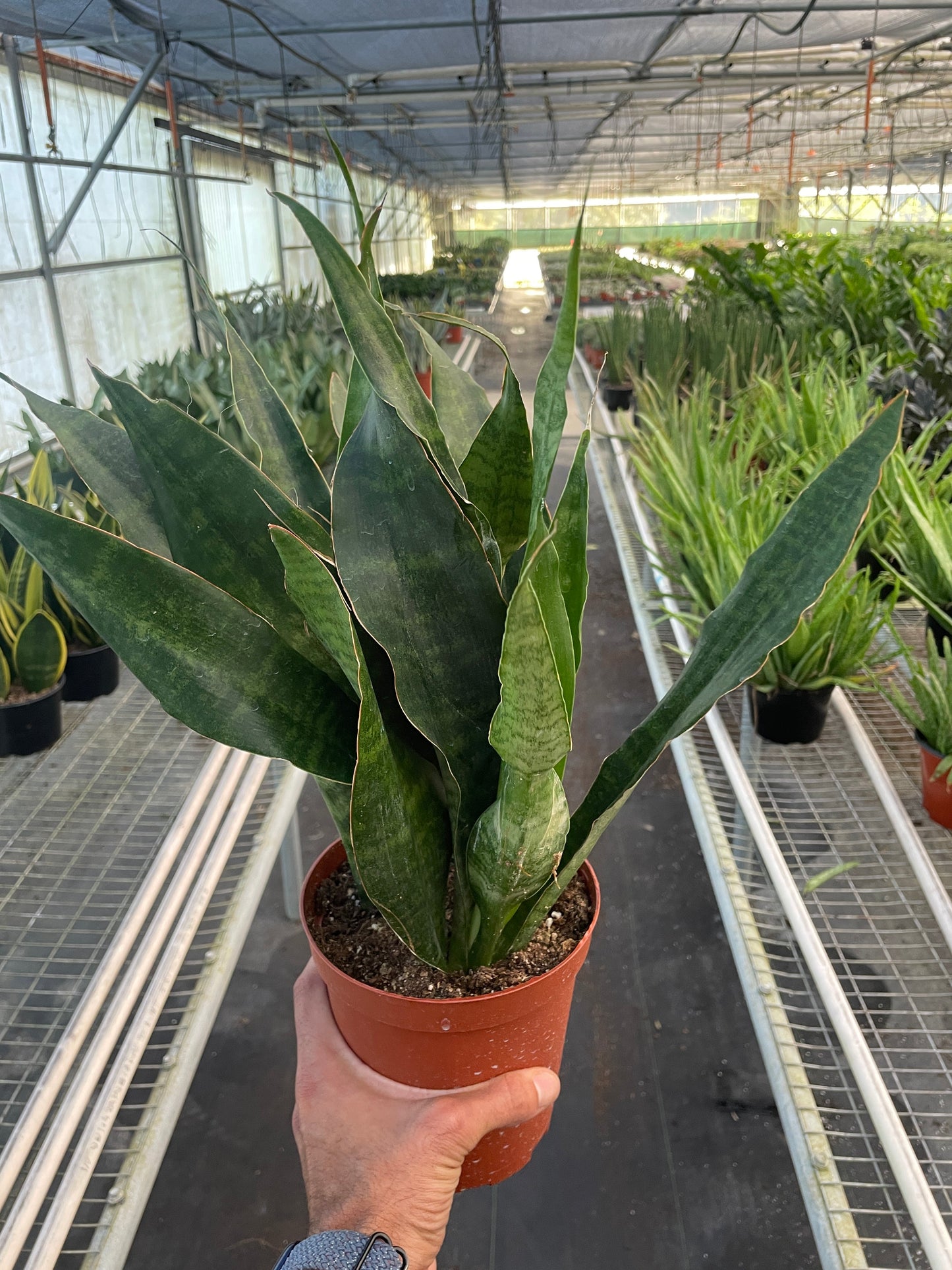 Snake Plant Jaboa
