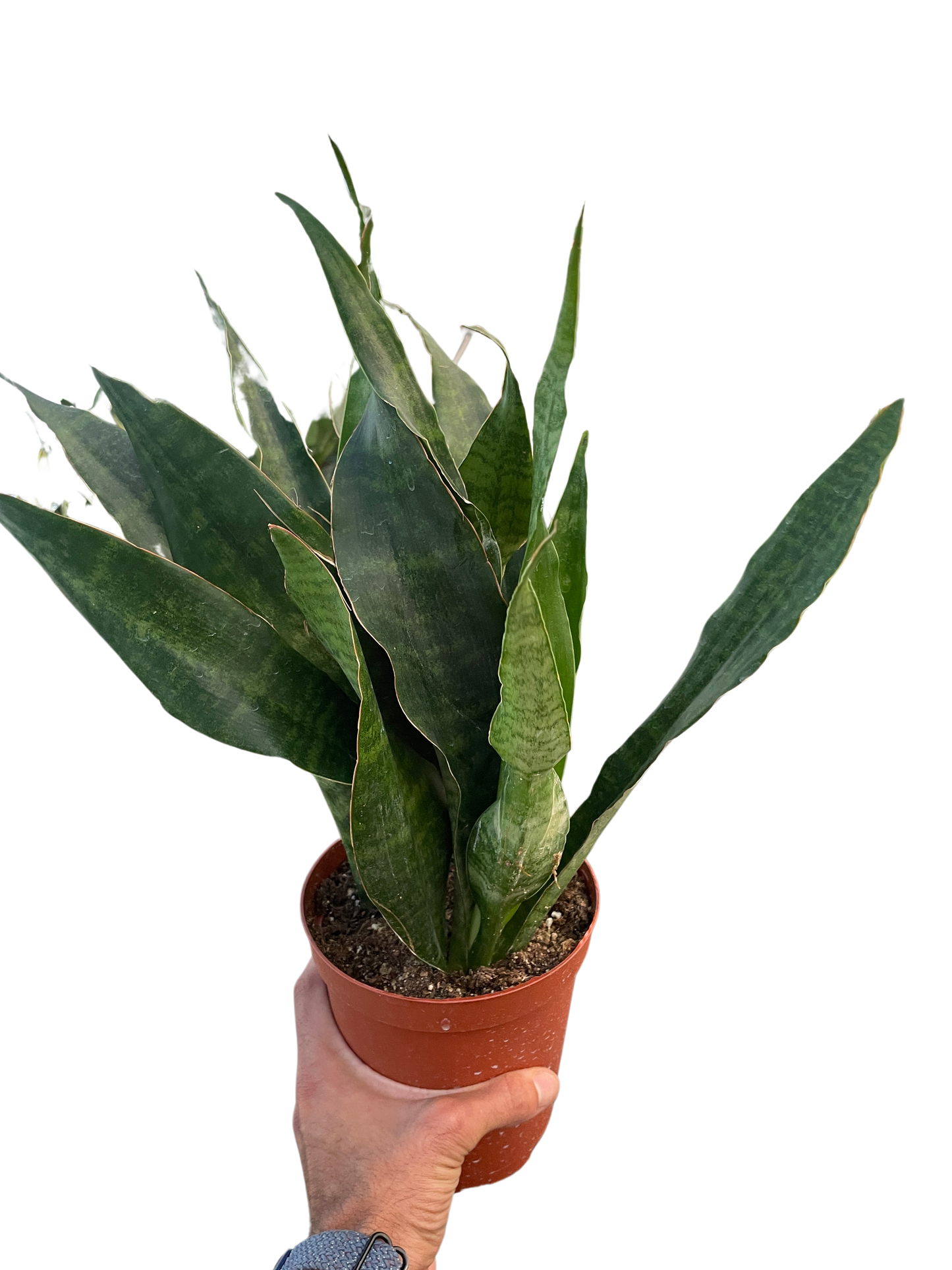Snake Plant Jaboa