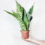 Snake Plant Jaboa