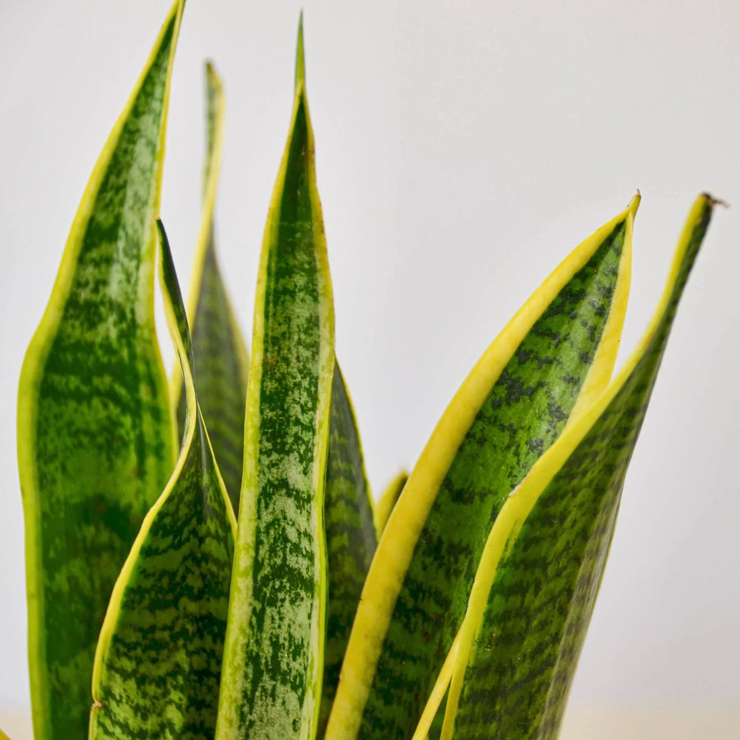 Snake Plant Laurentii with dark green leaves and distinctive yellow outlines.