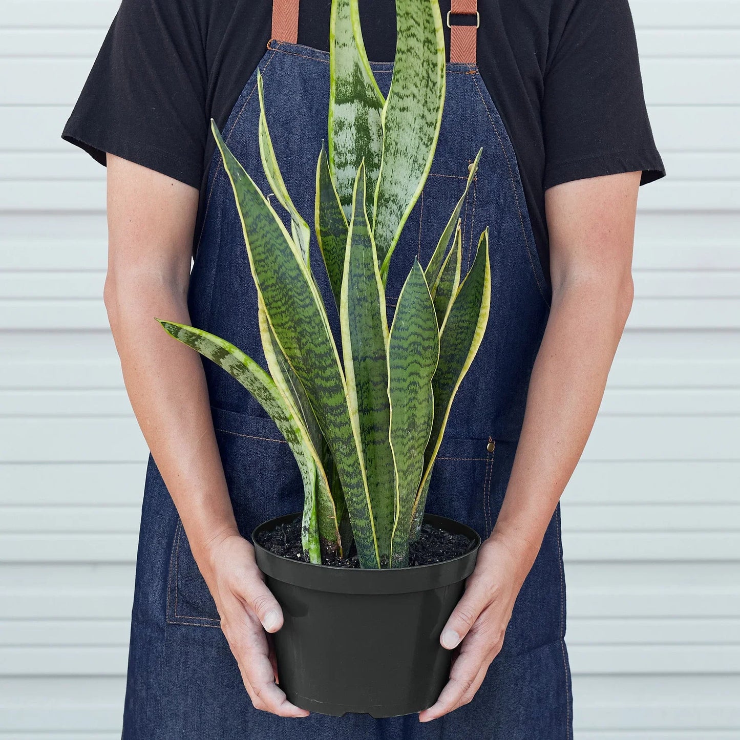 Person in denim apron holding a Snake Plant Laurentii with dark green leaves and yellow outlines in a black pot.