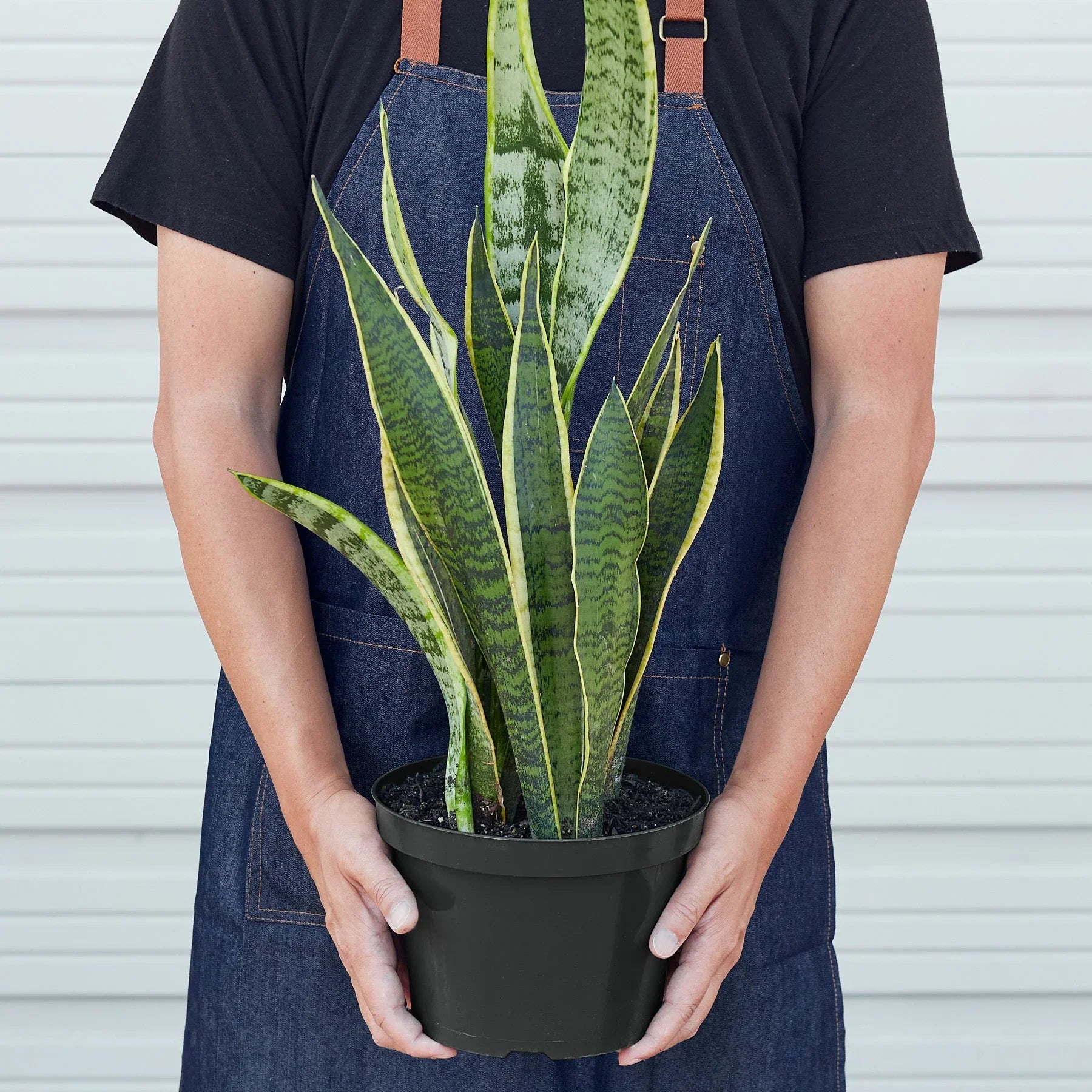 Person in denim apron holding a Snake Plant Laurentii with dark green leaves and yellow outlines in a black pot.