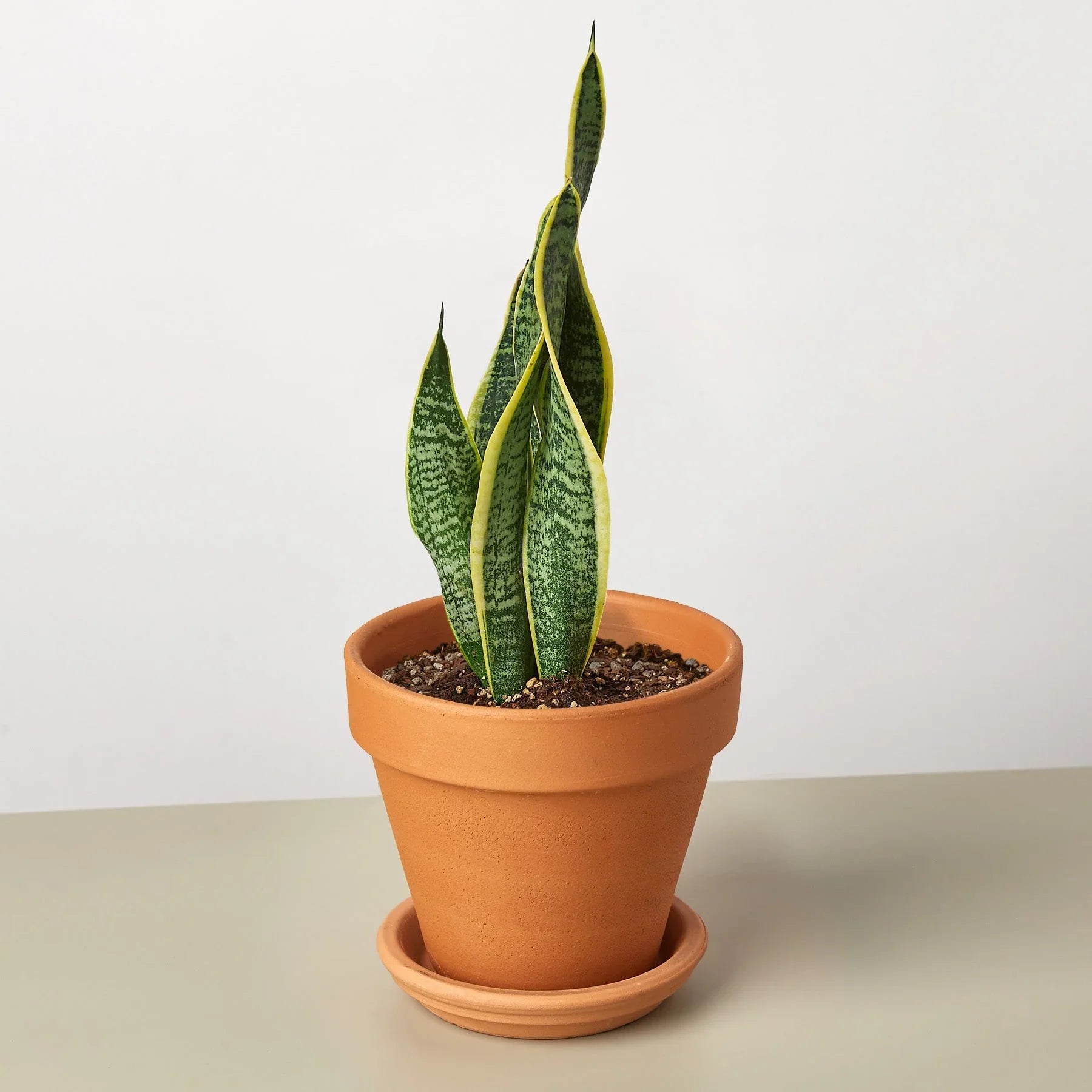 Snake Plant Laurentii in a terracotta pot, featuring dark green leaves with yellow outlines.