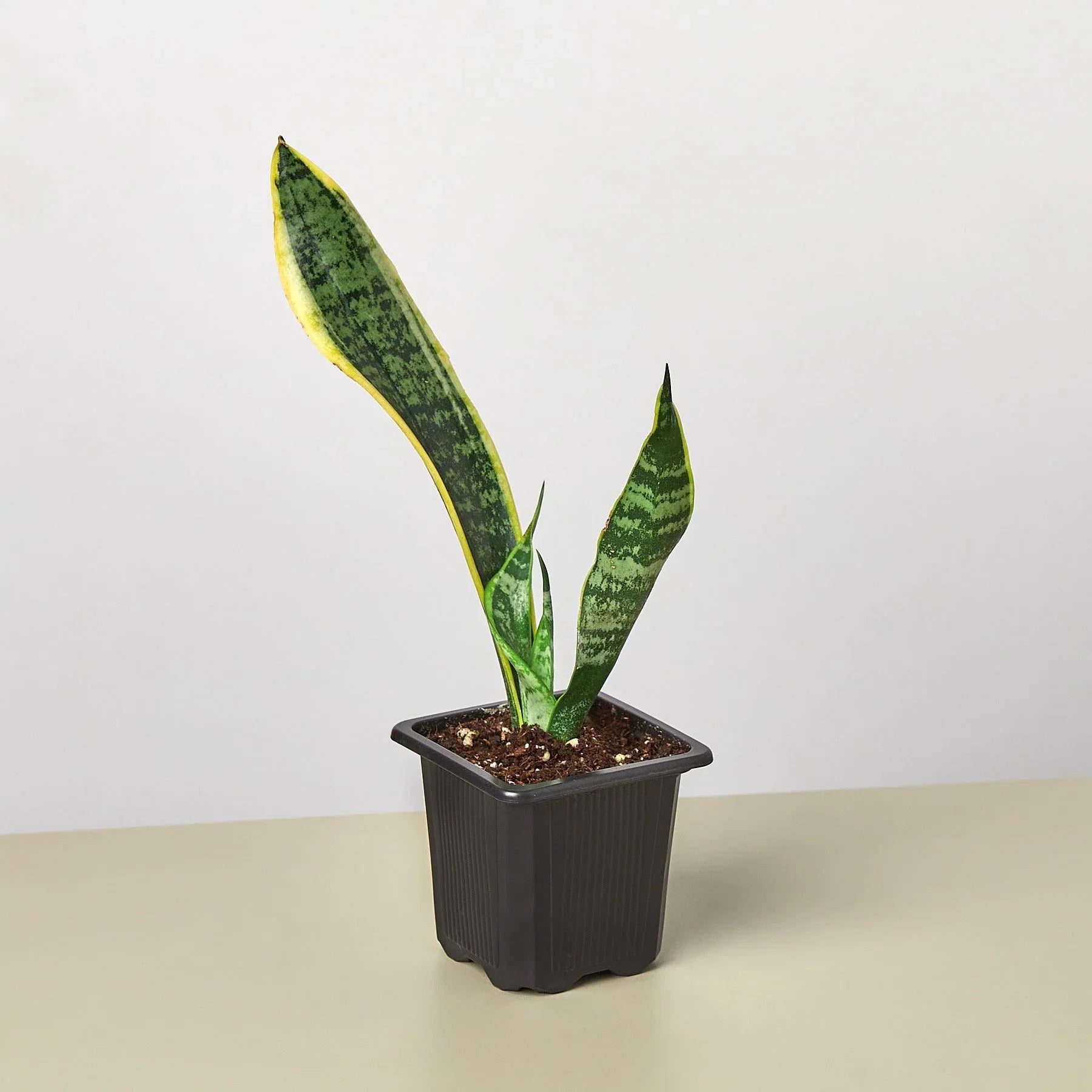 Snake Plant Laurentii with dark green leaves and yellow outlines in a black pot.