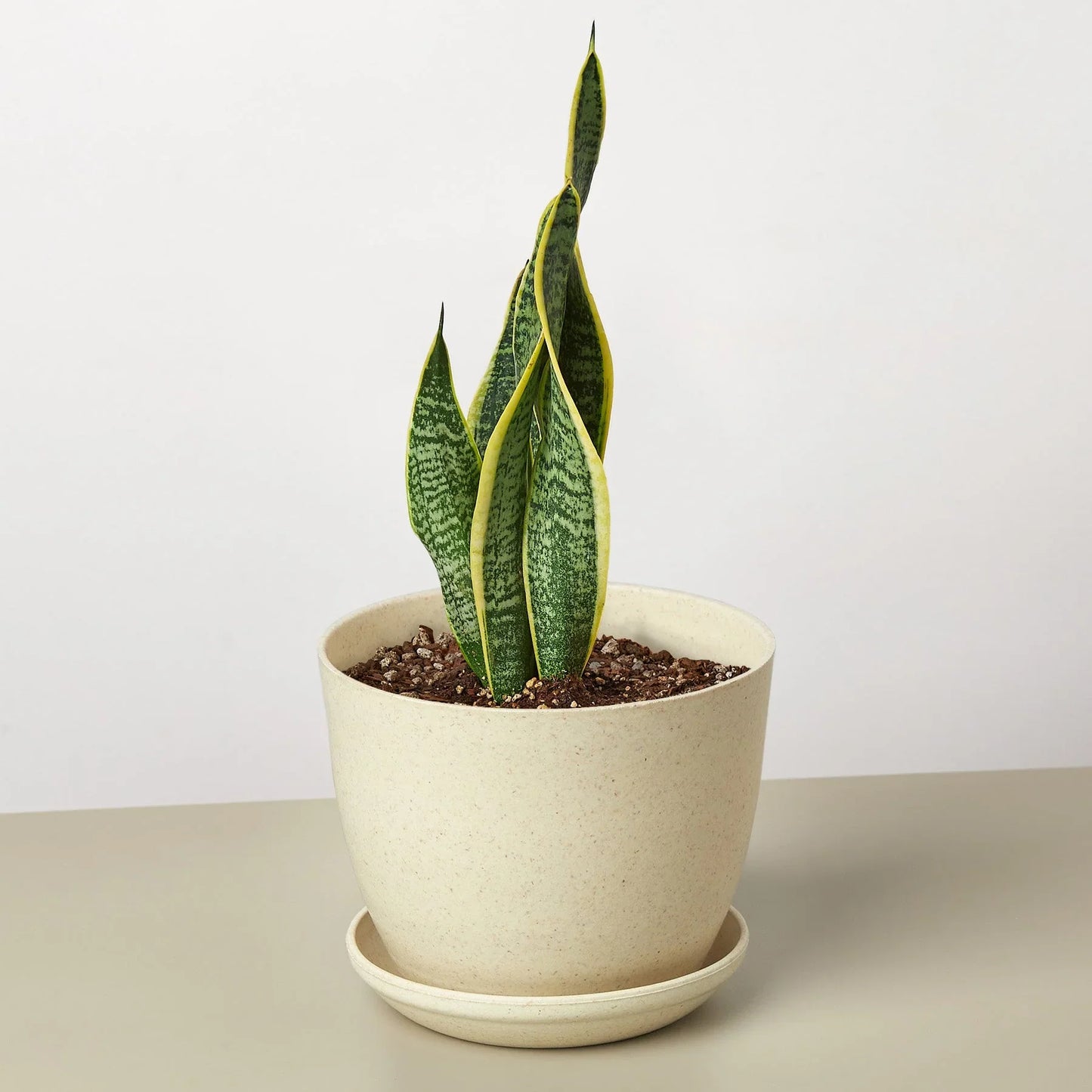 Snake Plant Laurentii with dark green leaves and yellow outlines in a speckled beige pot.