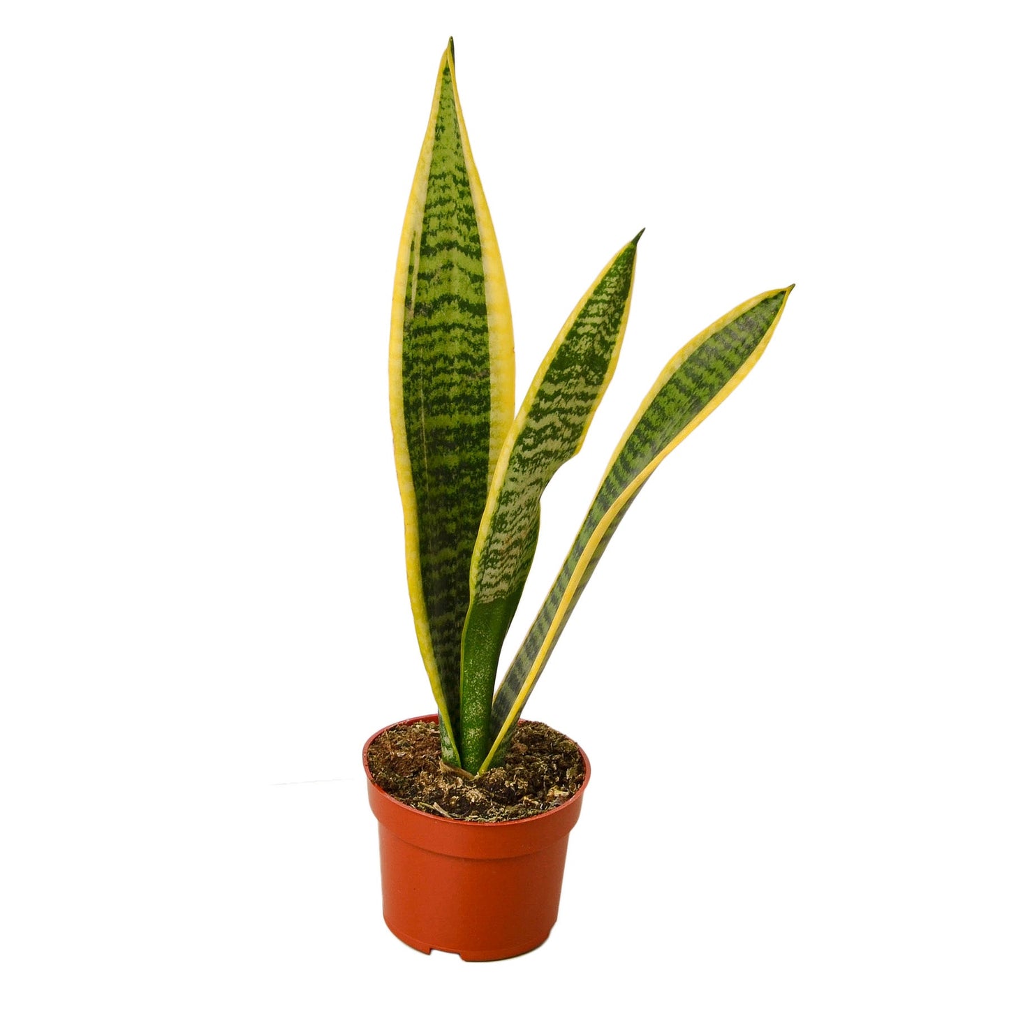 Snake Plant Laurentii with dark green leaves and yellow outlines in a brown pot.