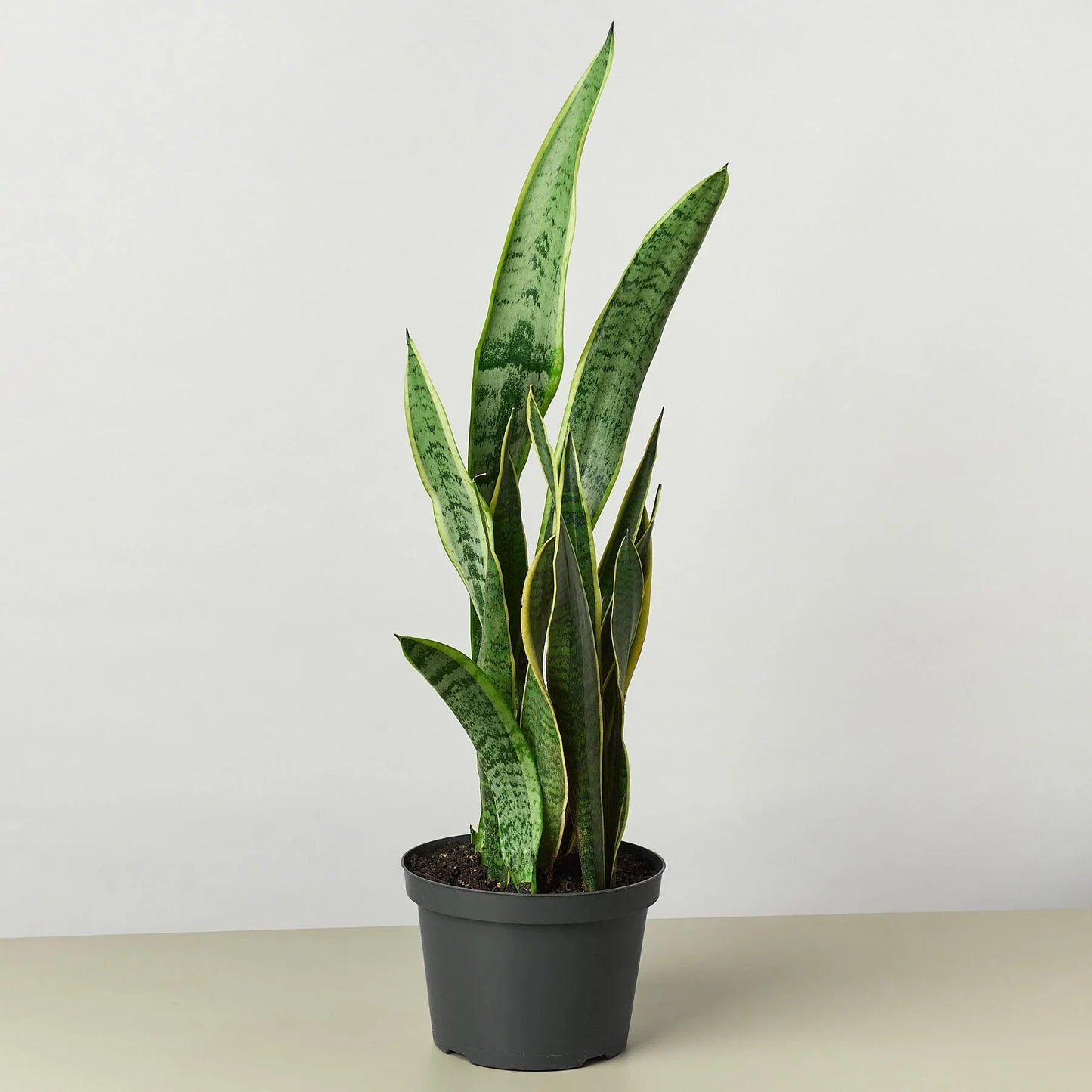 Tall Snake Plant Laurentii in a dark gray pot, featuring dark green leaves with yellow outlines.
