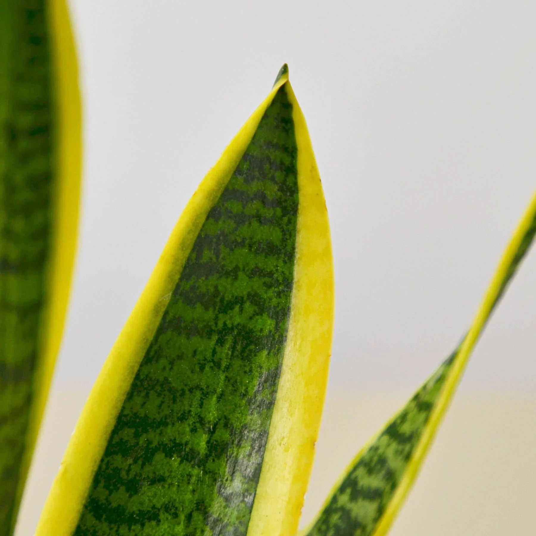 Close-up of a Snake Plant Laurentii leaf with dark green patterns and a vibrant yellow outline.