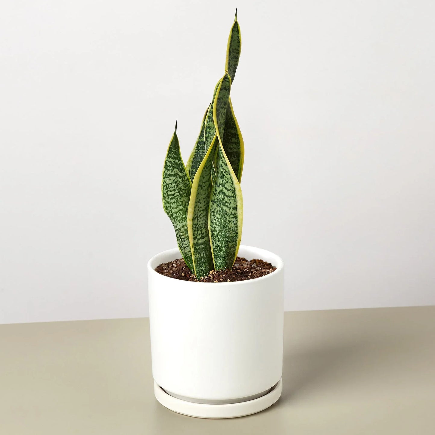 Snake Plant Laurentii in a white ceramic pot, featuring dark green leaves with yellow outlines.