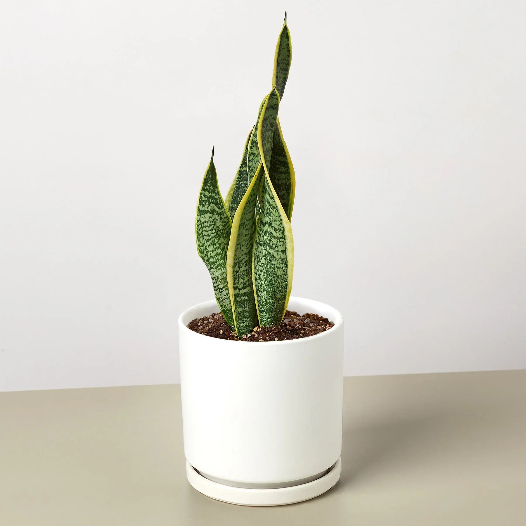 Snake Plant Laurentii in a white ceramic pot, featuring dark green leaves with yellow outlines.