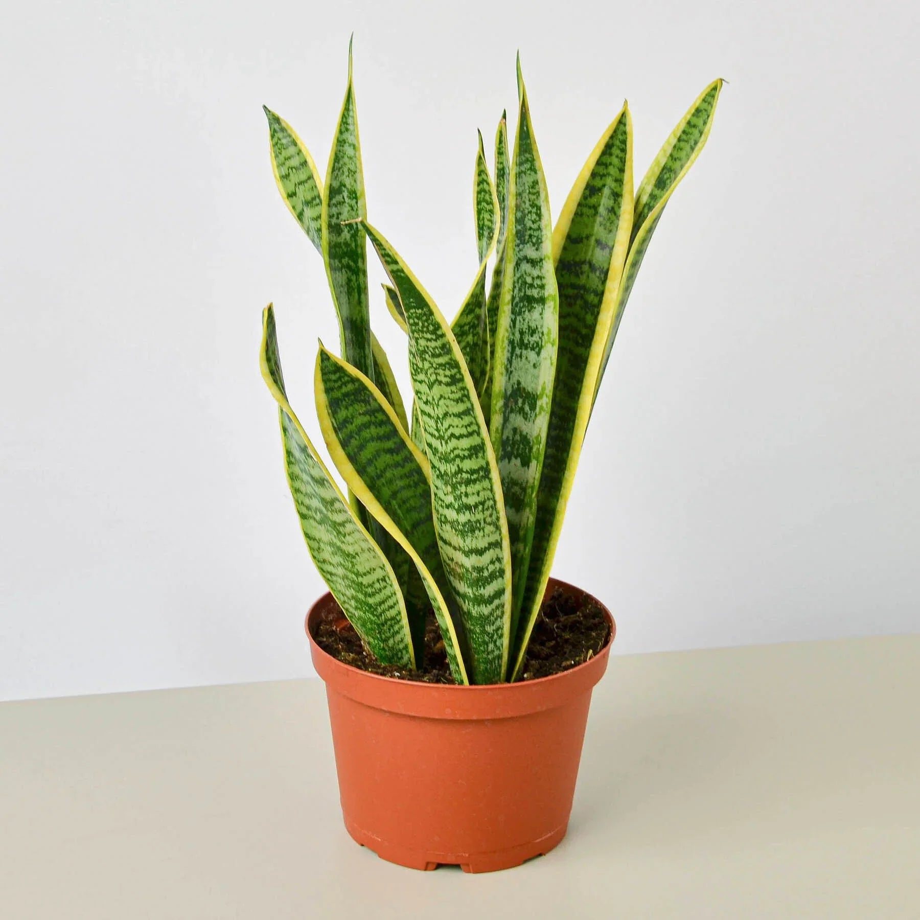 Snake Plant Laurentii in a brown pot, featuring dark green leaves with yellow outlines.