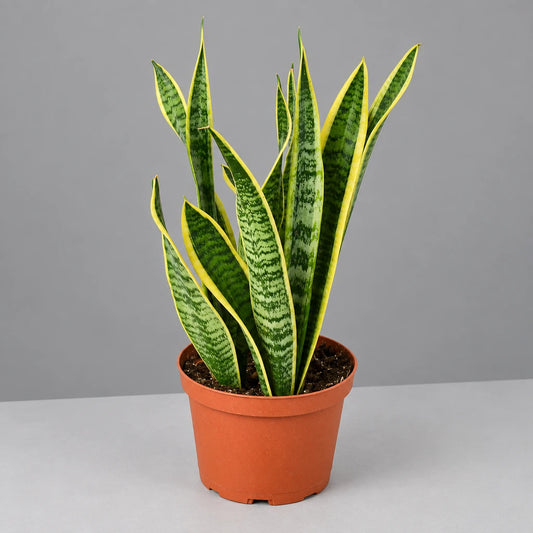 A potted easy care drought tolerant Snake Plant ‘Laurentii’ in a brown pot, featuring dark green leaves with yellow outlines on a grey surface with a grey background.