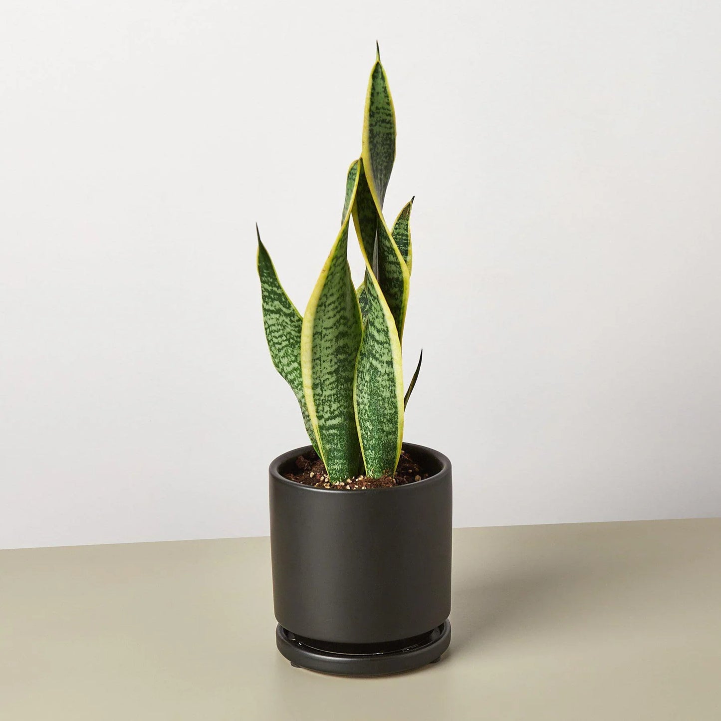 Snake Plant Laurentii with dark green leaves and yellow outlines in a black cylindrical pot.