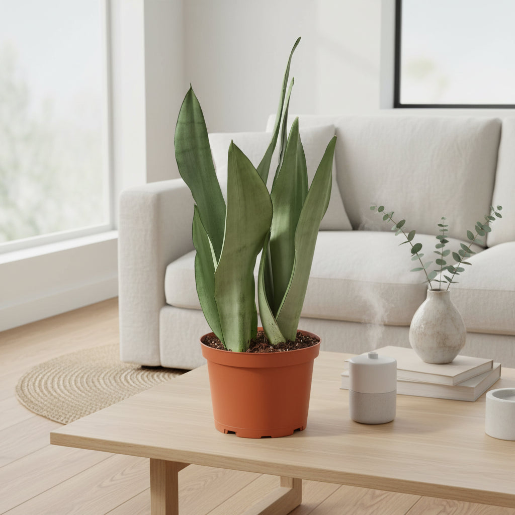 snake plant moonshine with washed green leaves in a brown pot on a  coffee table in a living room with a window