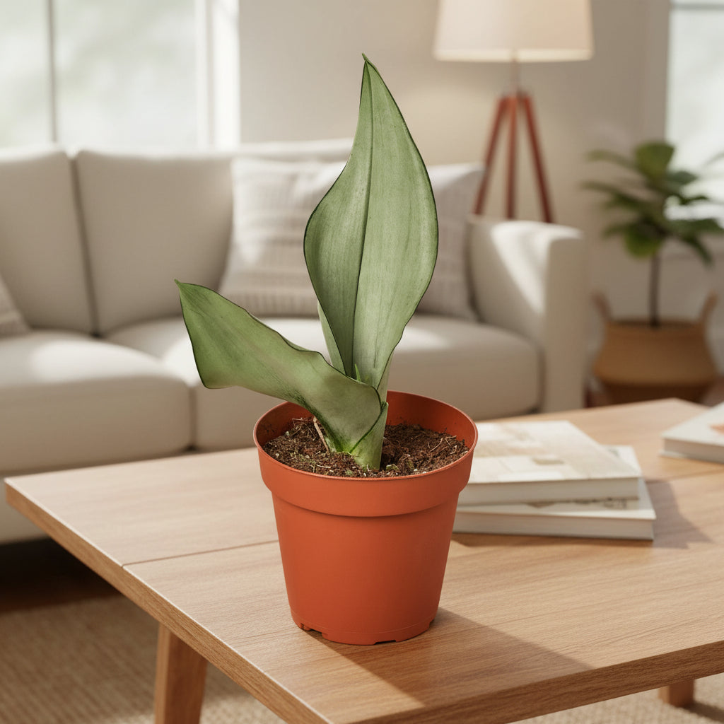 Snake Plant Moonshine with unique washed out grayish-green sword-shaped leaves in a brown pot on a coffee table in living room