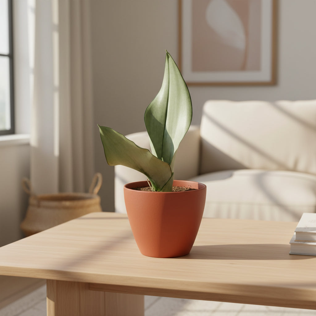 Moonshine Snake Plant in a terracotta pot on a light wood coffee table, bathed in sunlight.