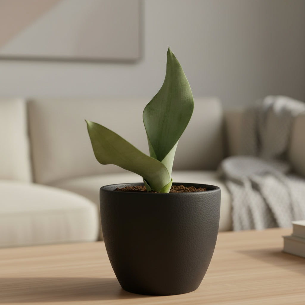 Moonshine Snake Plant with pale silver-green leaves in a black pot on a wooden table.