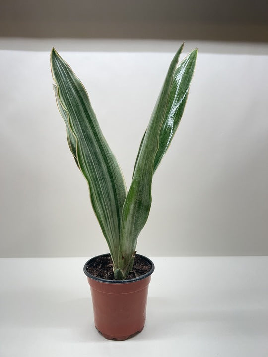 Snake Plant 'Sayuri' with tall, variegated green and silver leaves in a brown pot.