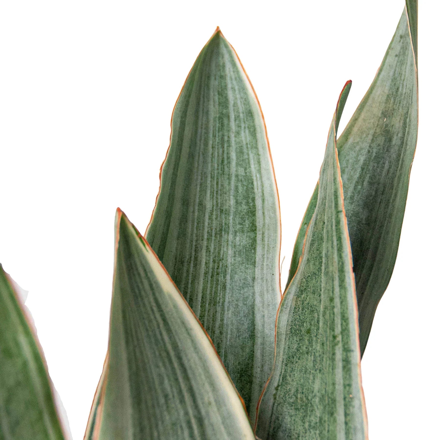 Close-up of a Sansevieria Sayuri snake plant with tall, variegated green leaves and reddish-orange edges.
