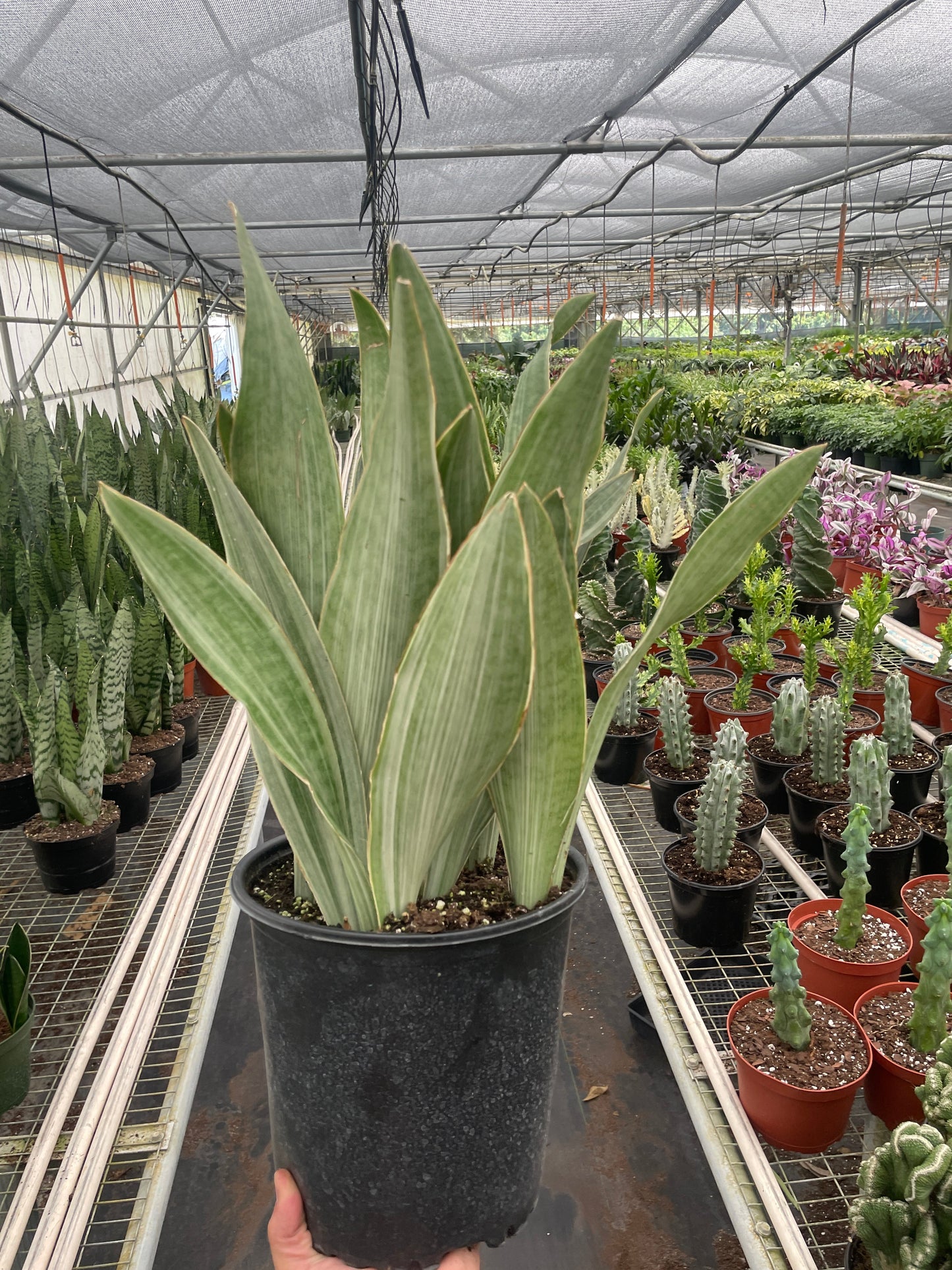 Tall Snake Plant 'Sayuri' with light green striped leaves in a black pot, in a greenhouse.