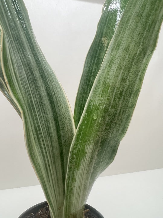 Close-up of a Snake Plant 'Sayuri' with long, upright green and silver-striped leaves.