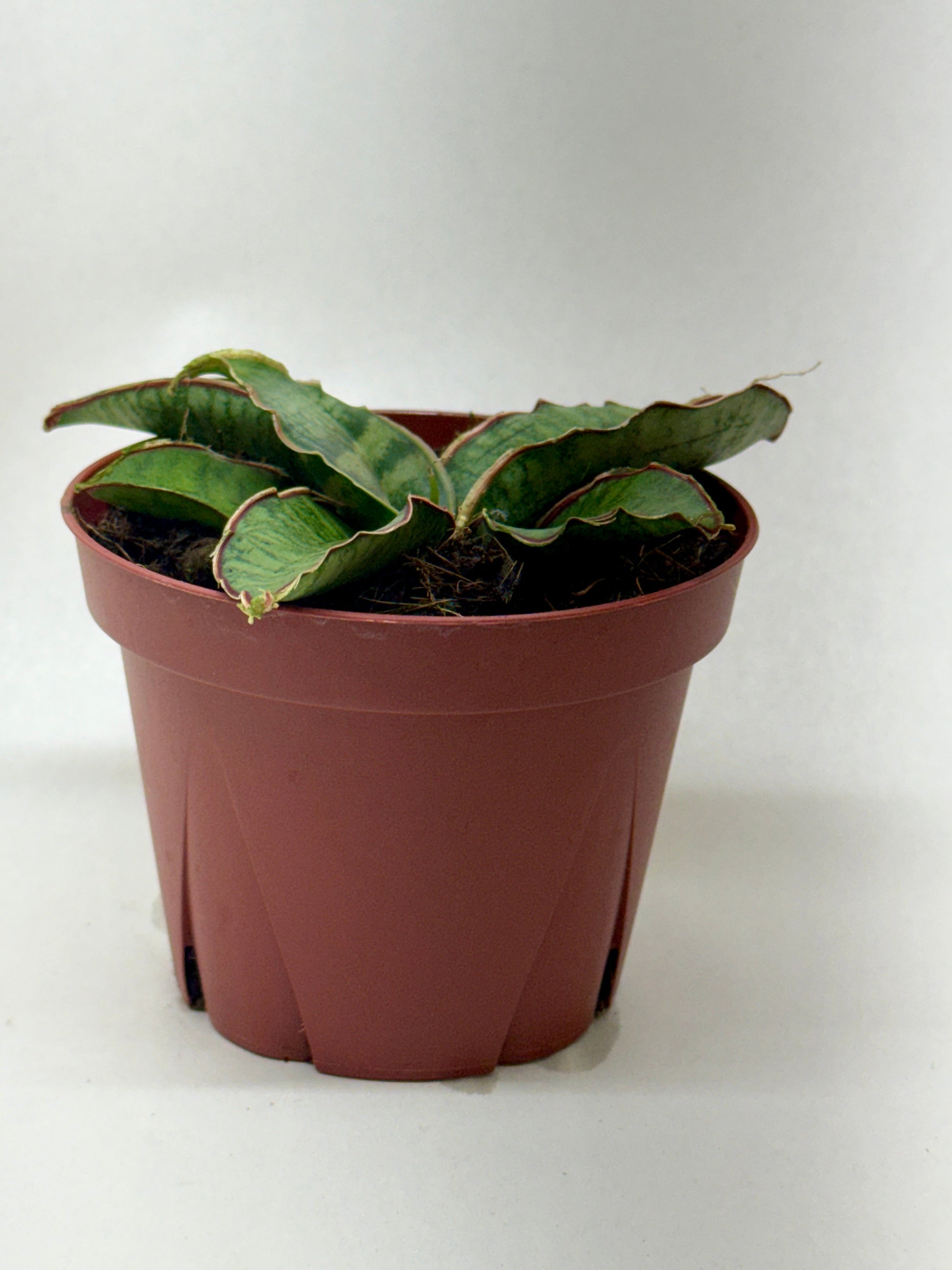Small Snake Plant 'Silver Blue' with thick, wavy green leaves in a brown pot.