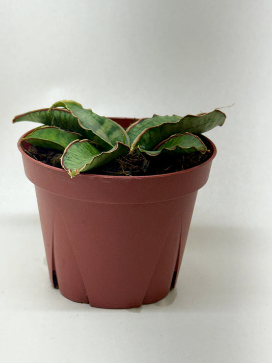 Small Snake Plant 'Silver Blue' with thick, wavy green leaves in a brown pot.