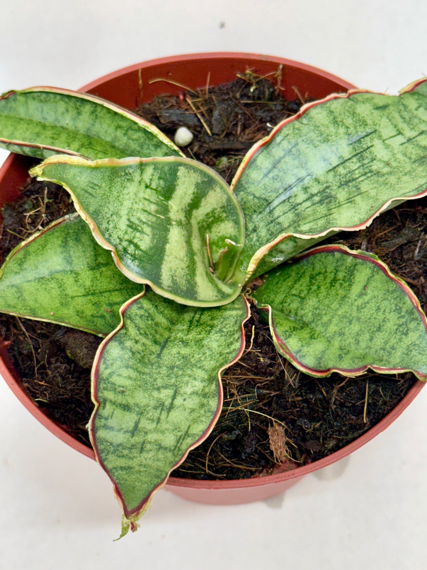 Top-down view of a Snake Plant 'Silver Blue' with green, variegated leaves and reddish-brown edges in a terracotta pot.