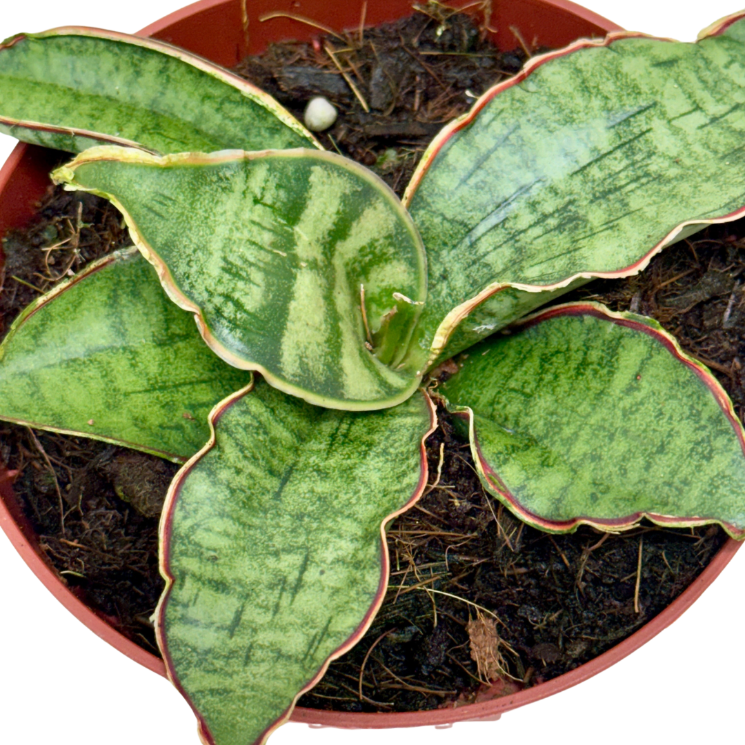 Top-down view of a Snake Plant 'Silver Blue' with green leaves and reddish-brown edges in a brown pot.