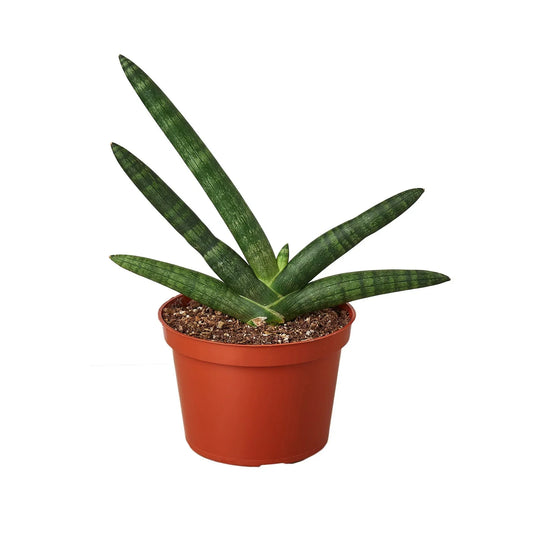 Draceana starfish snake plant in a brown pot with compact, cylindrical, pointed green leaves growing outward.