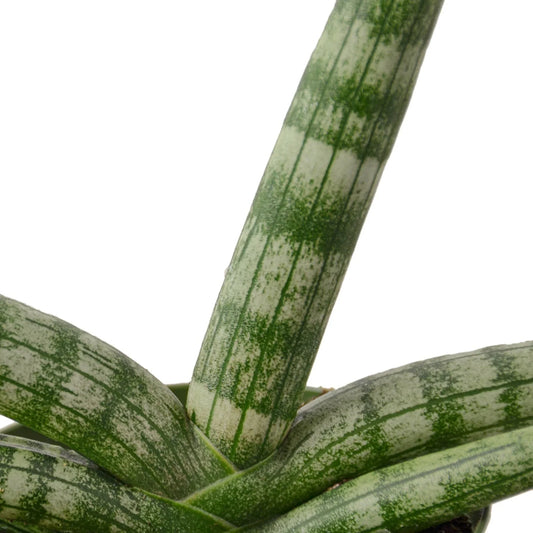 Close-up of a Sansevieria Cylindrica 'Starfish' snake plant with compact, cylindrical, green and white striped leaves.