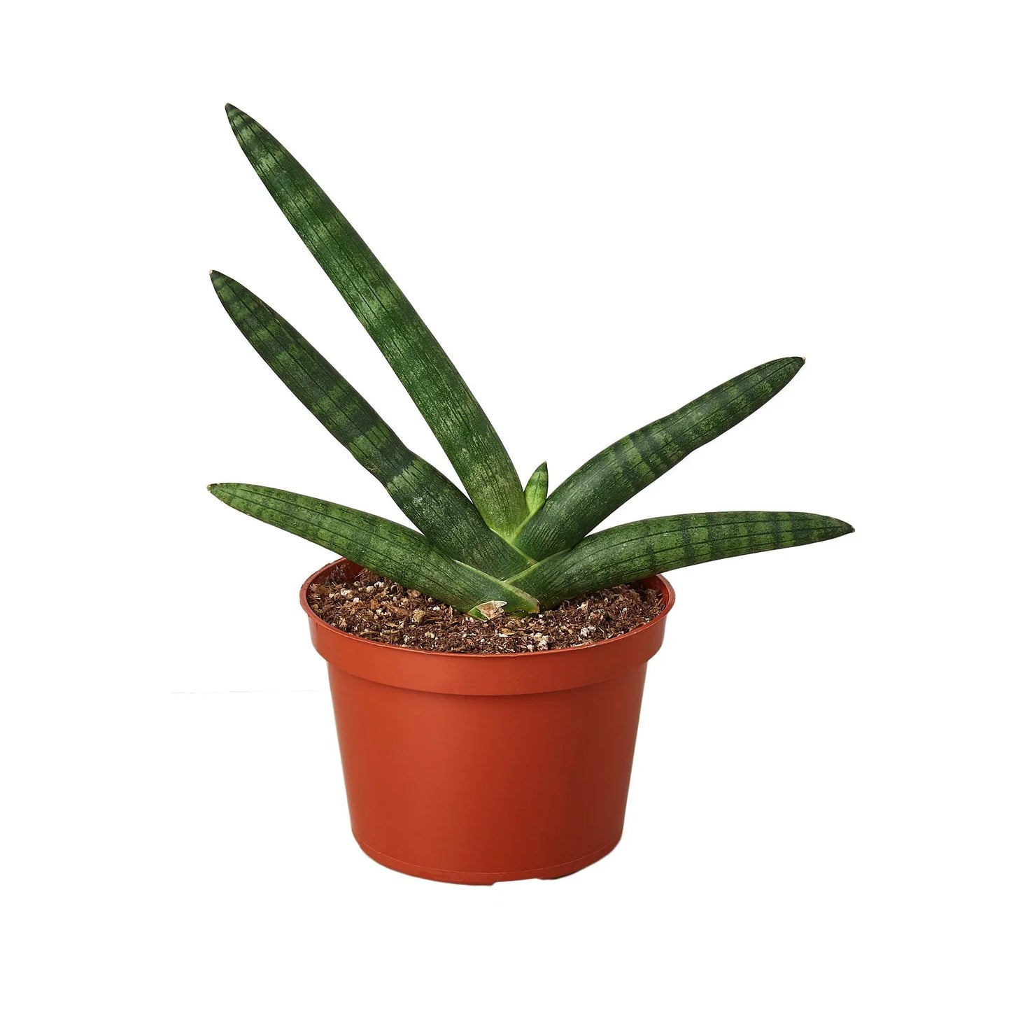 Starfish Snake Plant in a brown pot with compact, cylindrical, pointed green leaves growing outward.