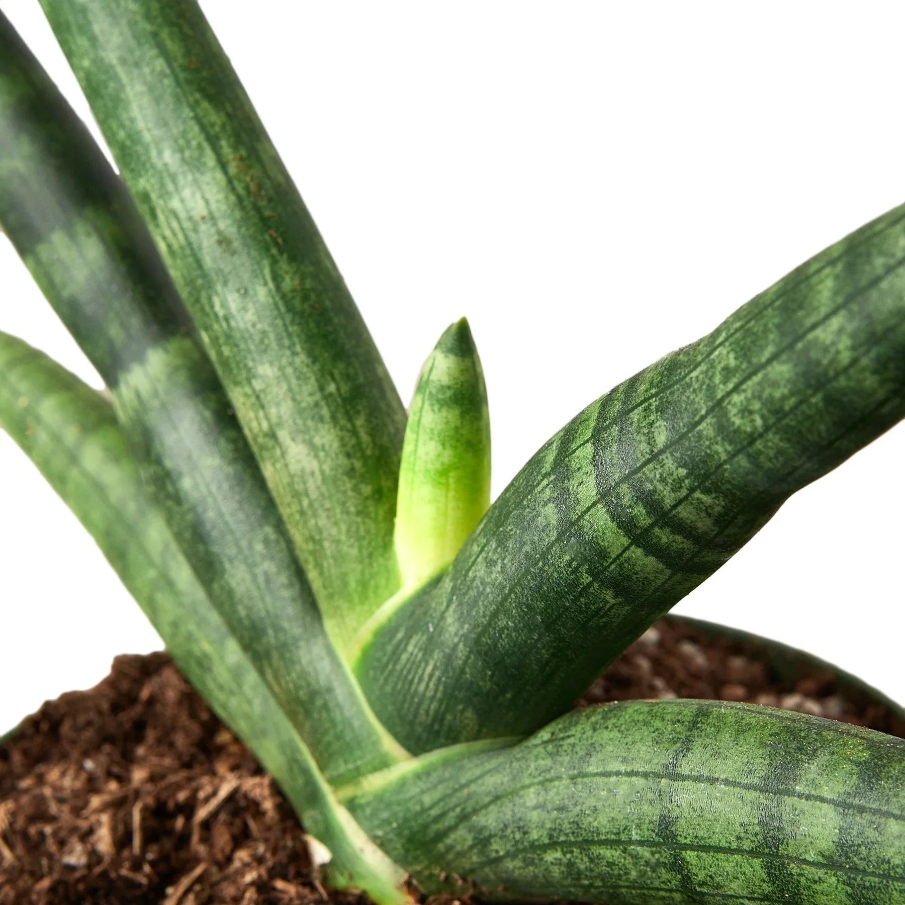 Close-up of a Sansevieria Cylindrica 'Starfish' snake plant with dark green, cylindrical leaves growing outward.