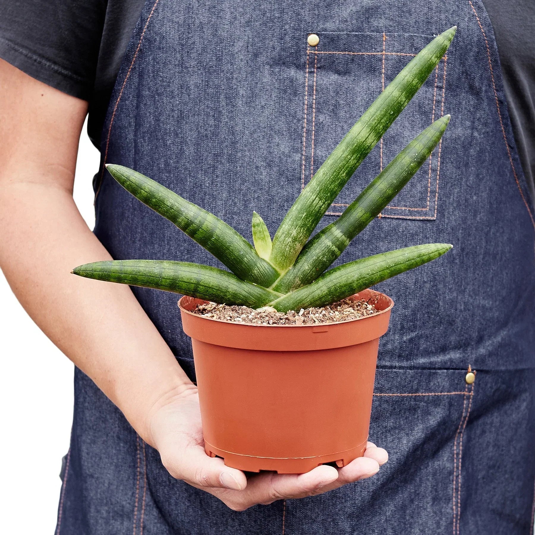 Person holding a Sansevieria Cylindrica Starfish snake plant in a brown pot.