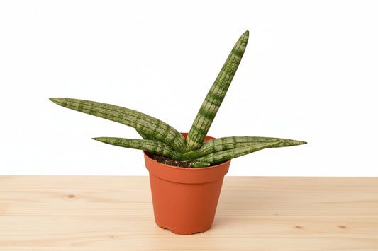 Starfish Snake Plant (Sansevieria Cylindrica) in a terracotta pot, featuring compact, cylindrical, pointed green leaves.