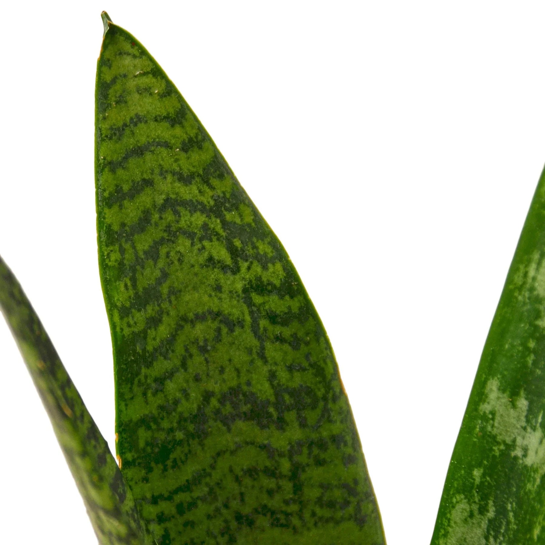 Close-up of a Snake Plant 'Zeylanica' leaf with dark green patterns on a lighter green base.