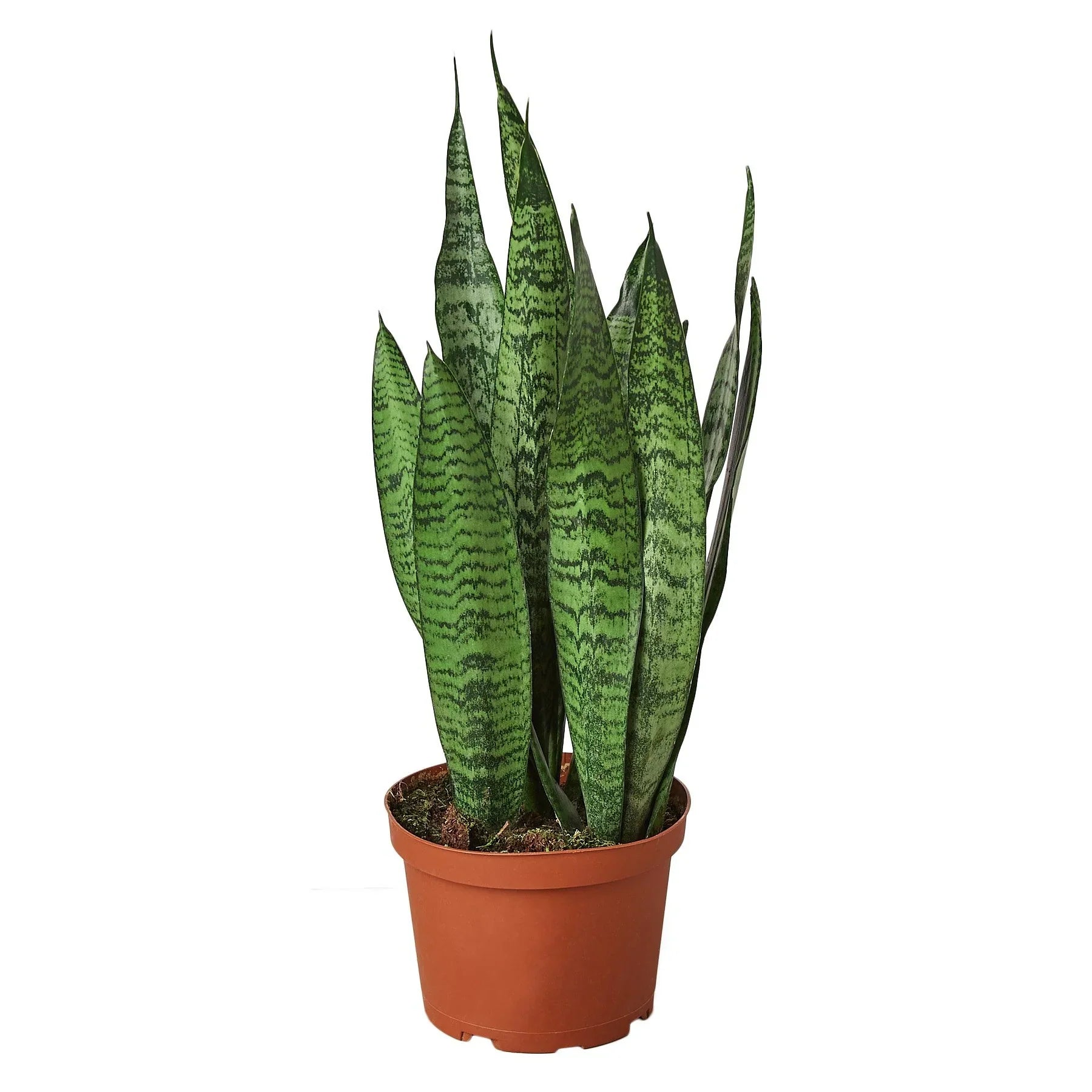 Snake Plant 'Zeylanica' with tall, sword-shaped dark green leaves in a brown pot.