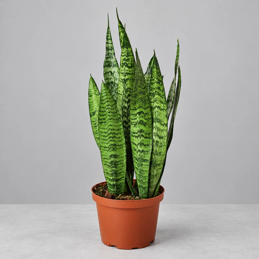 A potted Snake Plant 'Zeylanica' with tall, sword-shaped dark green leaves in a brown pot on a solid grey surface and grey background.