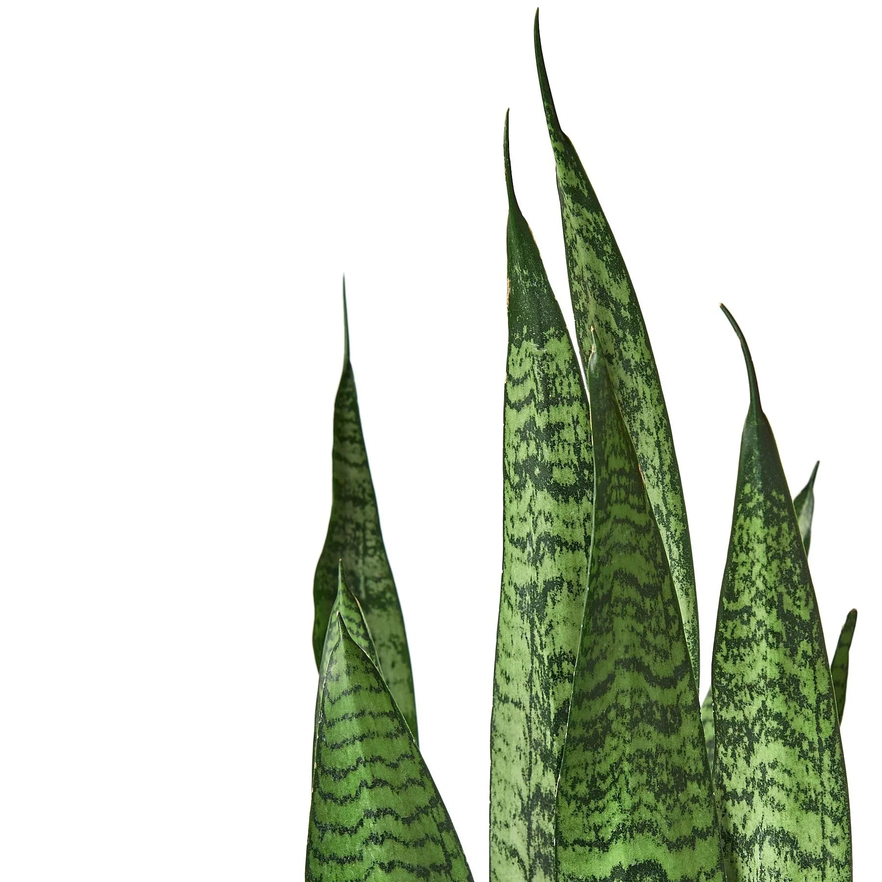 Snake Plant 'Zeylanica' with tall, sword-shaped dark green leaves and distinctive patterns.