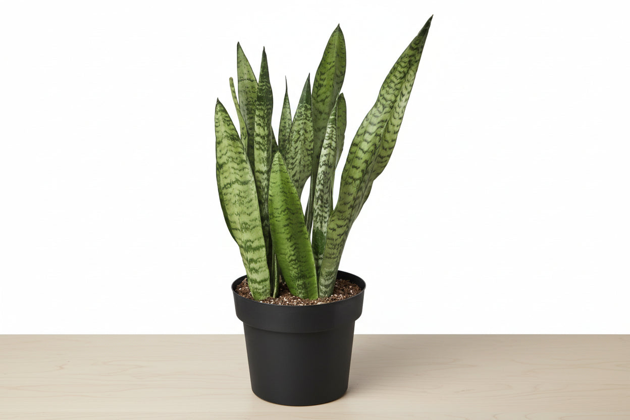 Snake Plant 'Zeylanica' in a black pot, featuring sword-shaped leaves with dark green patterns.