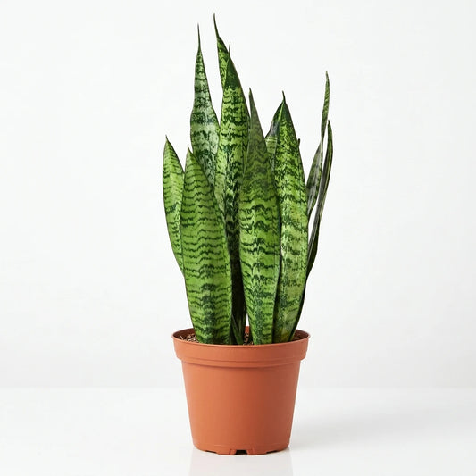A potted Snake Plant 'Zeylanica' with tall, sword-shaped dark green leaves in a brown pot on a solid white surface and white background.