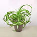 Curly Spider Plant 'Bonnie' in a brown pot, showcasing its spiraling green and white variegated leaves.