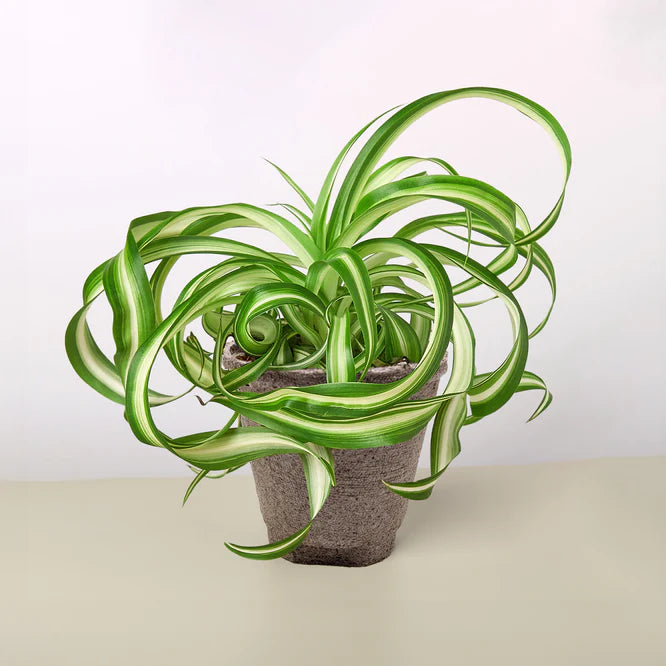 Curly Spider Plant 'Bonnie' with green and white variegated leaves in a brown fiber pot.