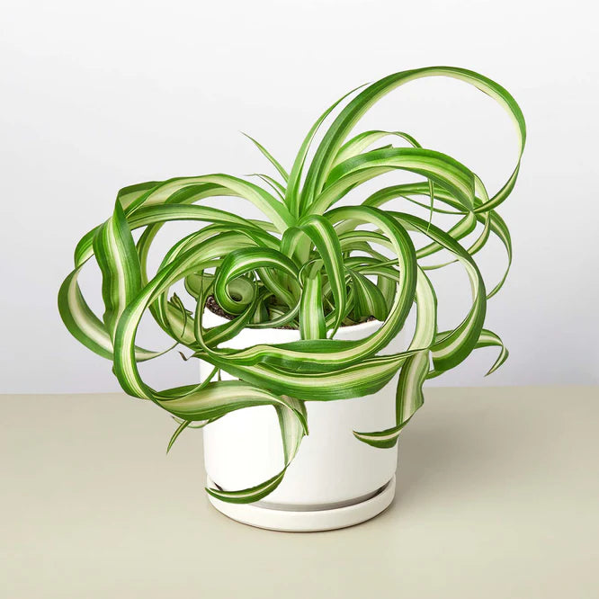 Curly Spider Plant 'Bonnie' with variegated green and white leaves in a white ceramic pot.