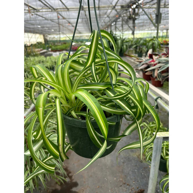 Curly Spider Plant 'Bonnie' in a dark green hanging pot, with variegated green and white leaves.