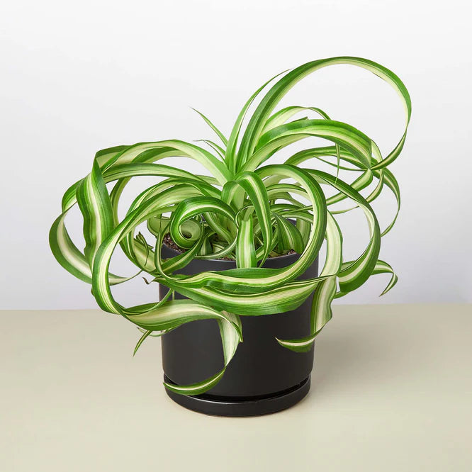 Curly Spider Plant 'Bonnie' with variegated green and white leaves in a black ceramic pot.