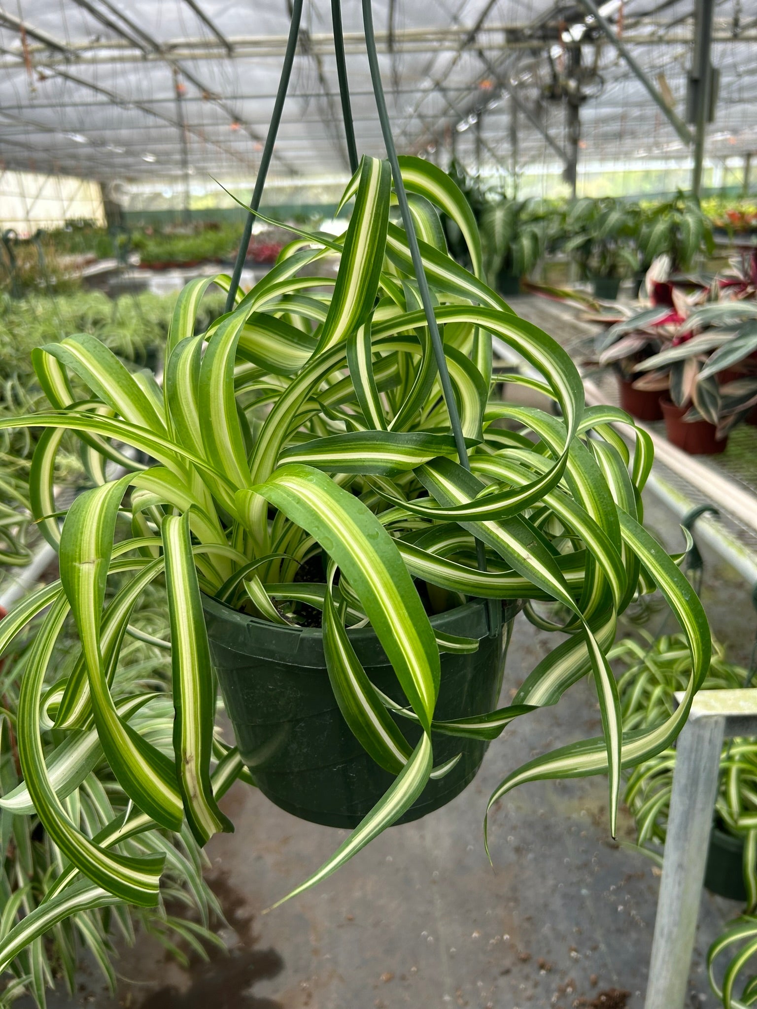 Curly Spider Plant 'Bonnie' in a dark green hanging pot, with variegated green and white leaves.