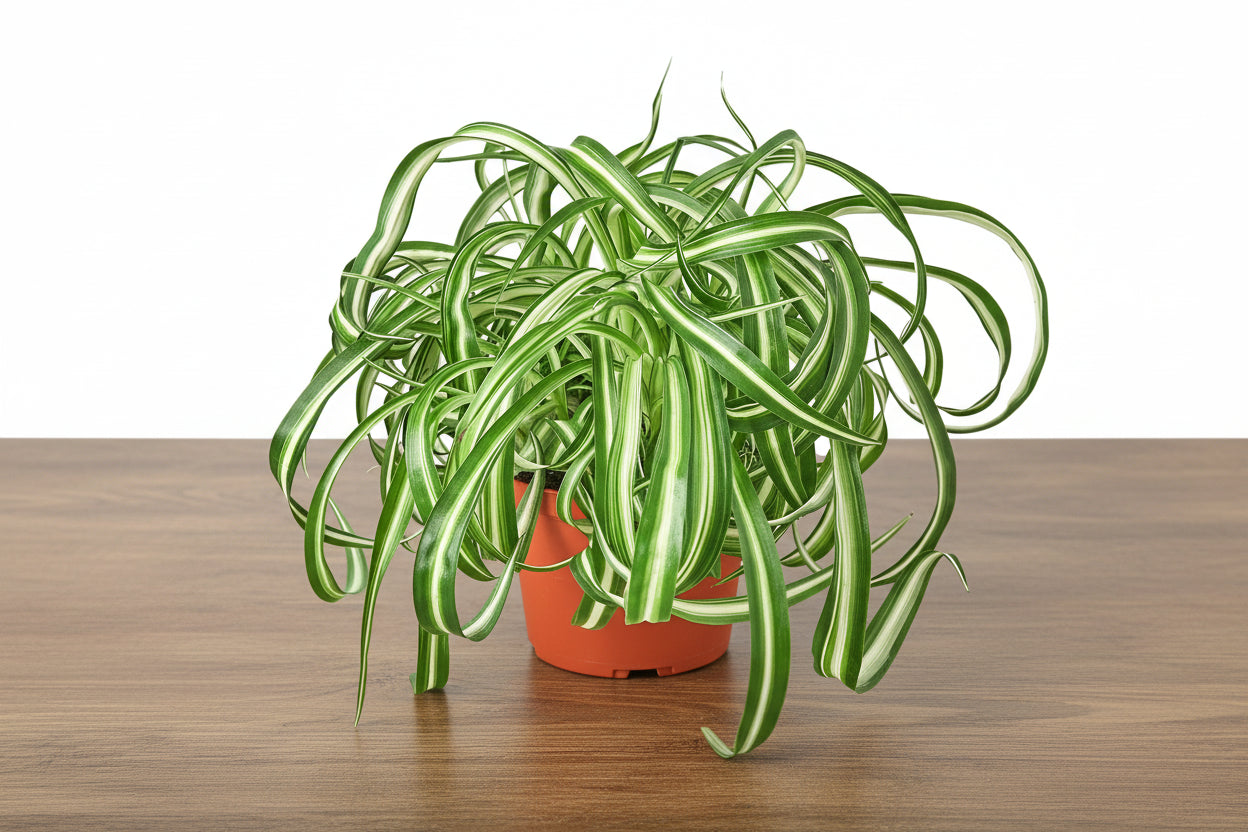 Curly Spider Plant 'Bonnie' in an orange pot on a wooden surface.