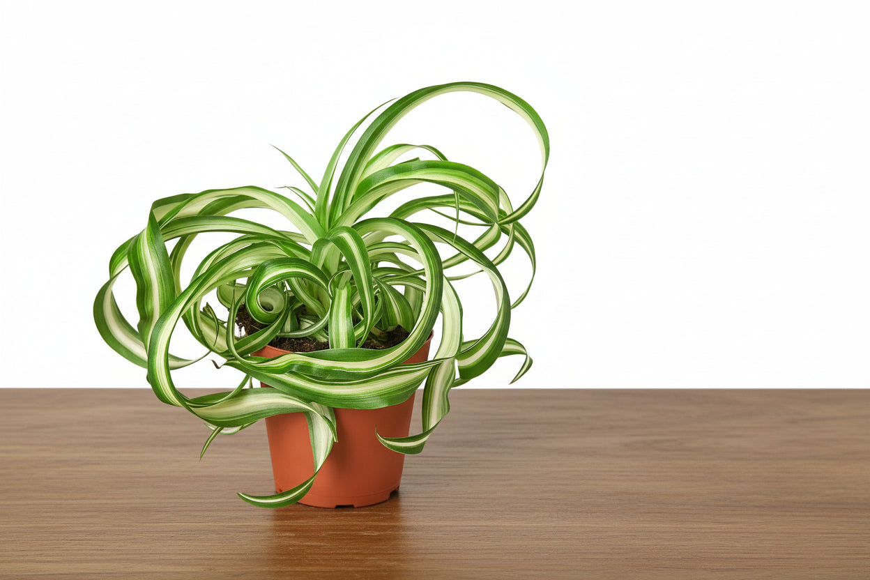 Curly Spider Plant 'Bonnie' with variegated green and white leaves in a terracotta pot on a wooden surface.